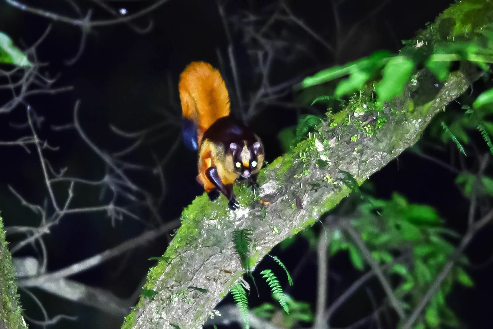 Seasonal Birding in Bhutan - What to Expect